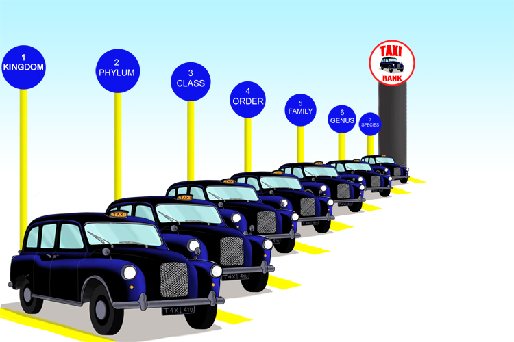 Mnemonic to show the seven characteristics of taxonomy through taxi ranks.